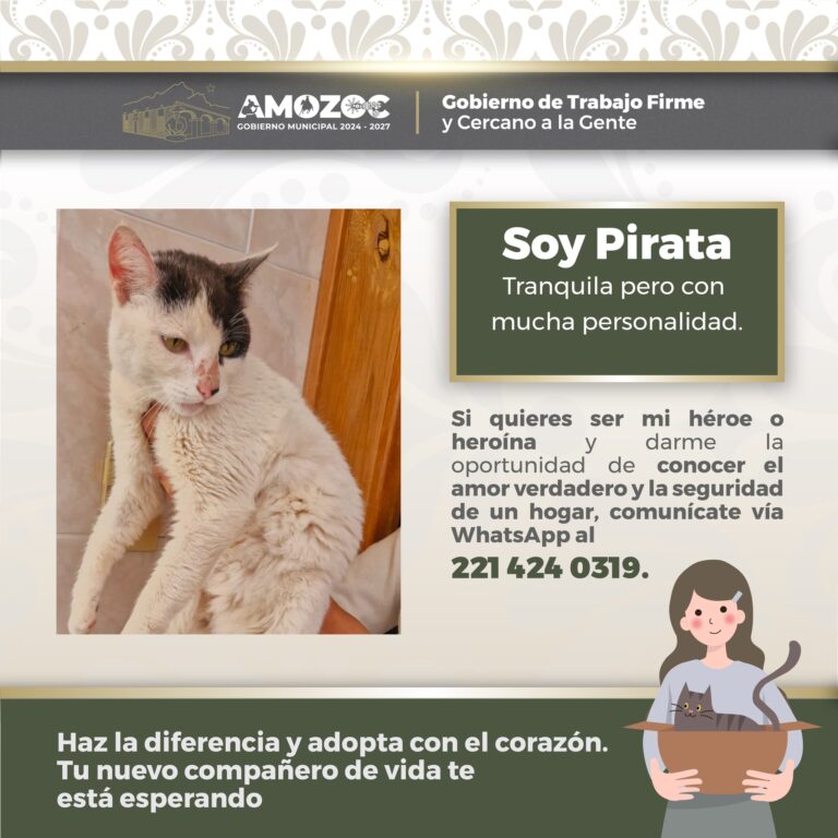 Adopta 14-Nov-25 3