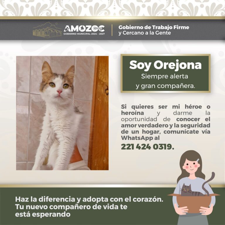 Adopta 14-Nov-25 6