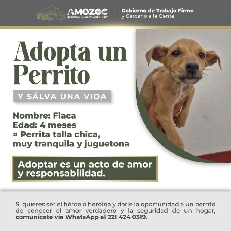 Adopta 18-Nov-25 1