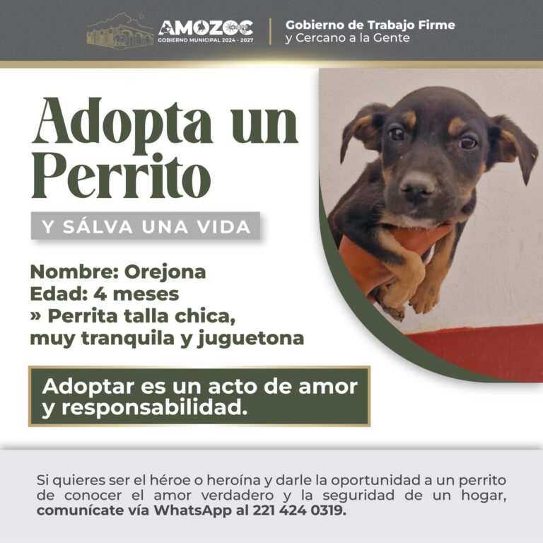 Adopta 18-Nov-25 2
