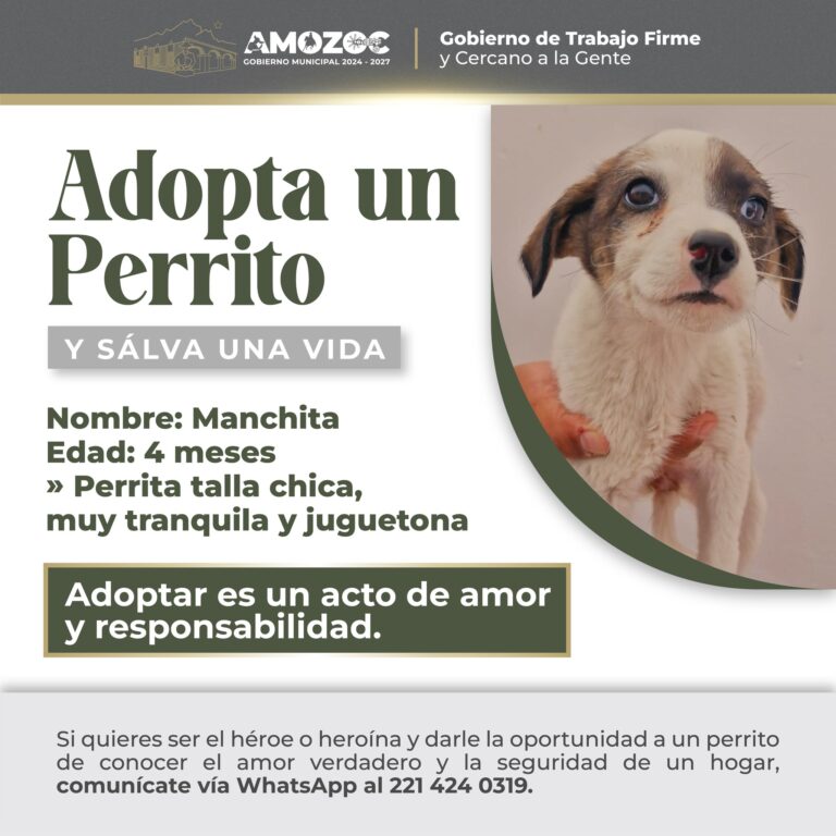 Adopta 18-Nov-25 3