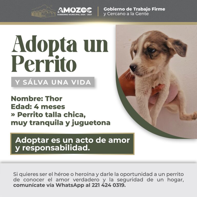 Adopta 18-Nov-25 4