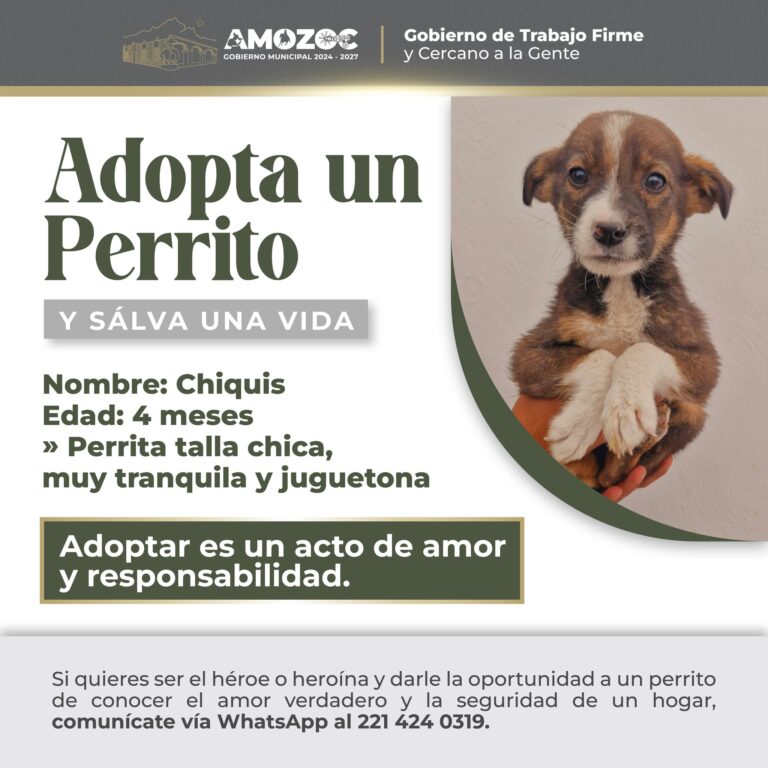 Adopta 18-Nov-25 5