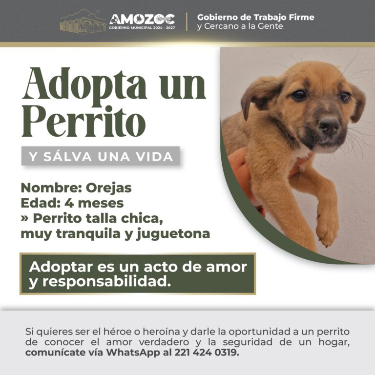 Adopta 18-Nov-25 6