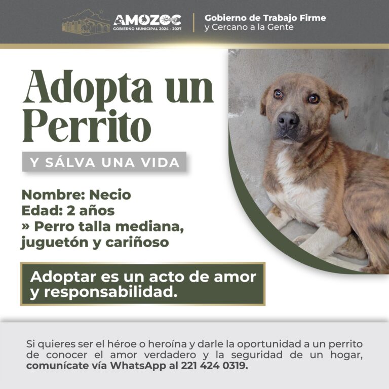 Adopta 18-Nov-25 7