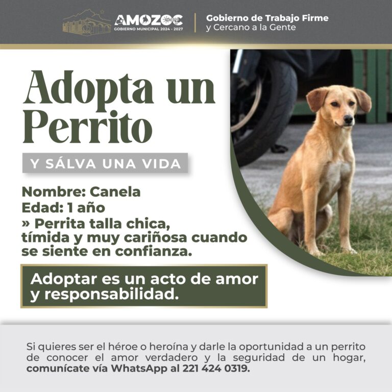 Adopta 18-Nov-25 8